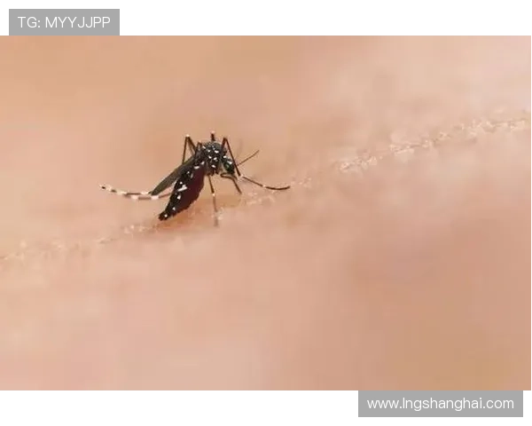 冰岛又发现一只蚊子：来历成谜